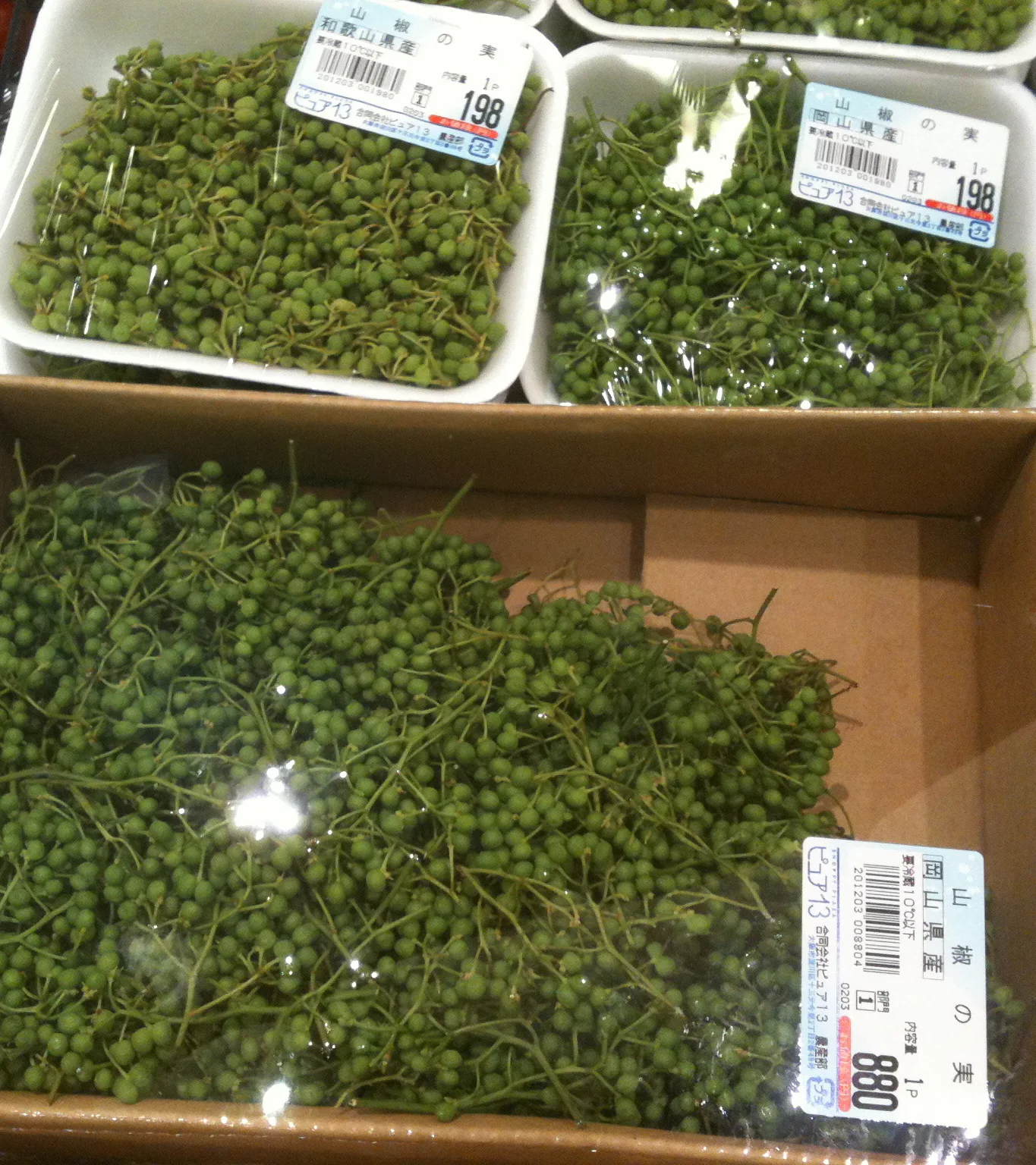 Japanese Pepper (Zanthoxylum piperitum)