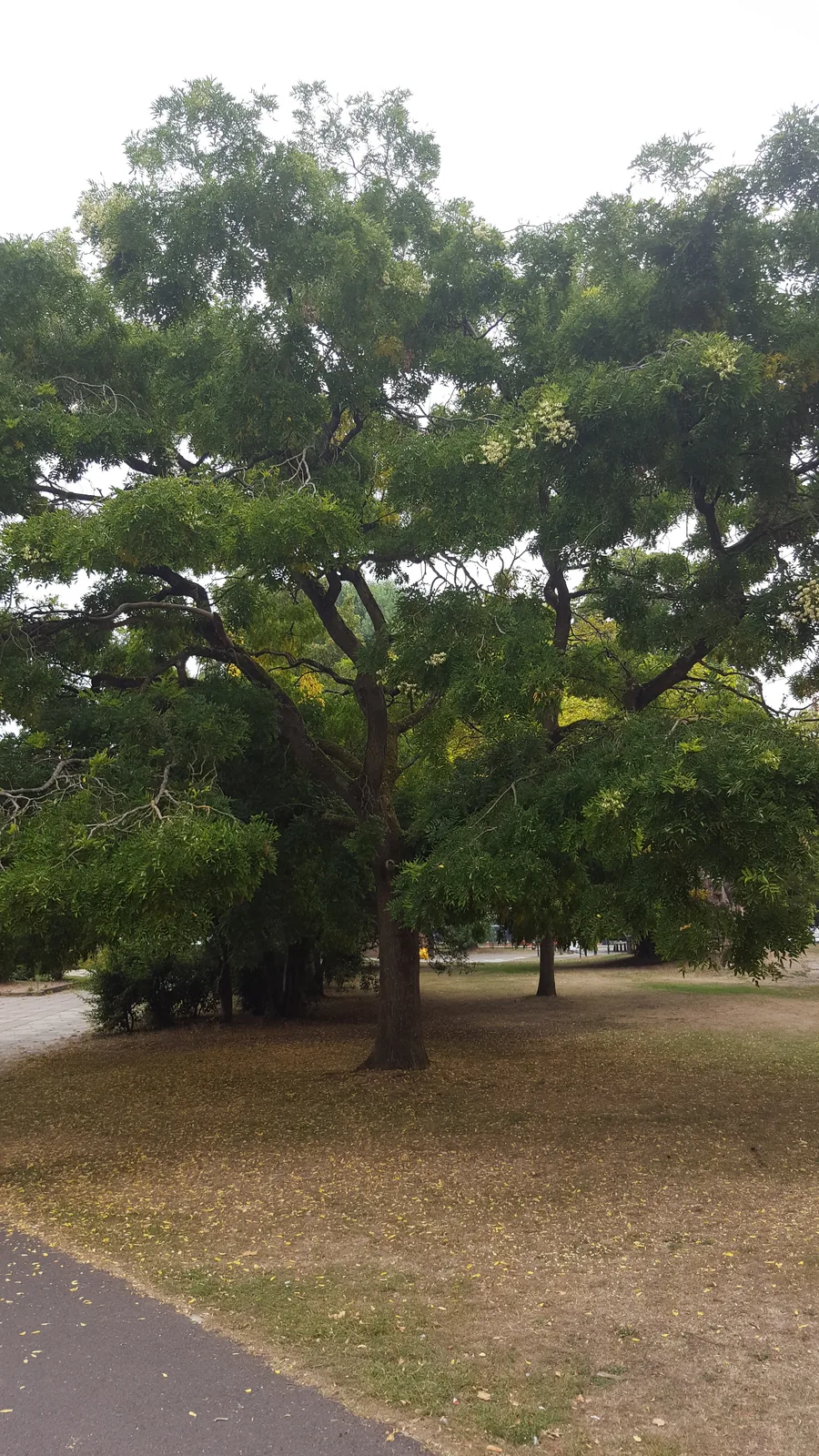 Japanese Pagoda Tree (Styphnolobium japonicum)