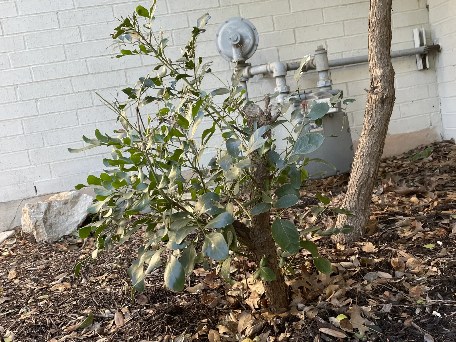 Texas Mountain Laurel