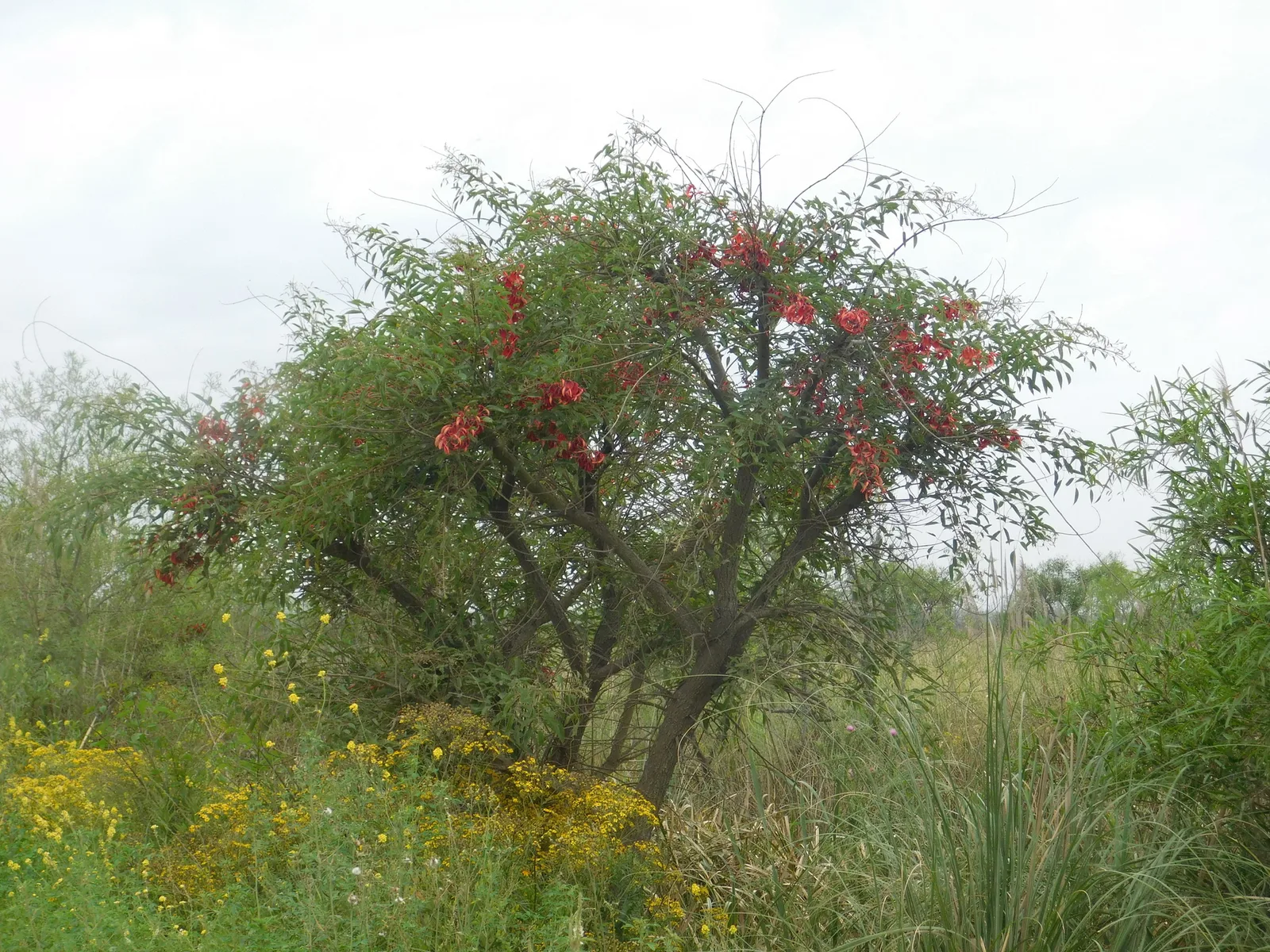 Cockspur Coral Tree (Erythrina crista-galli)