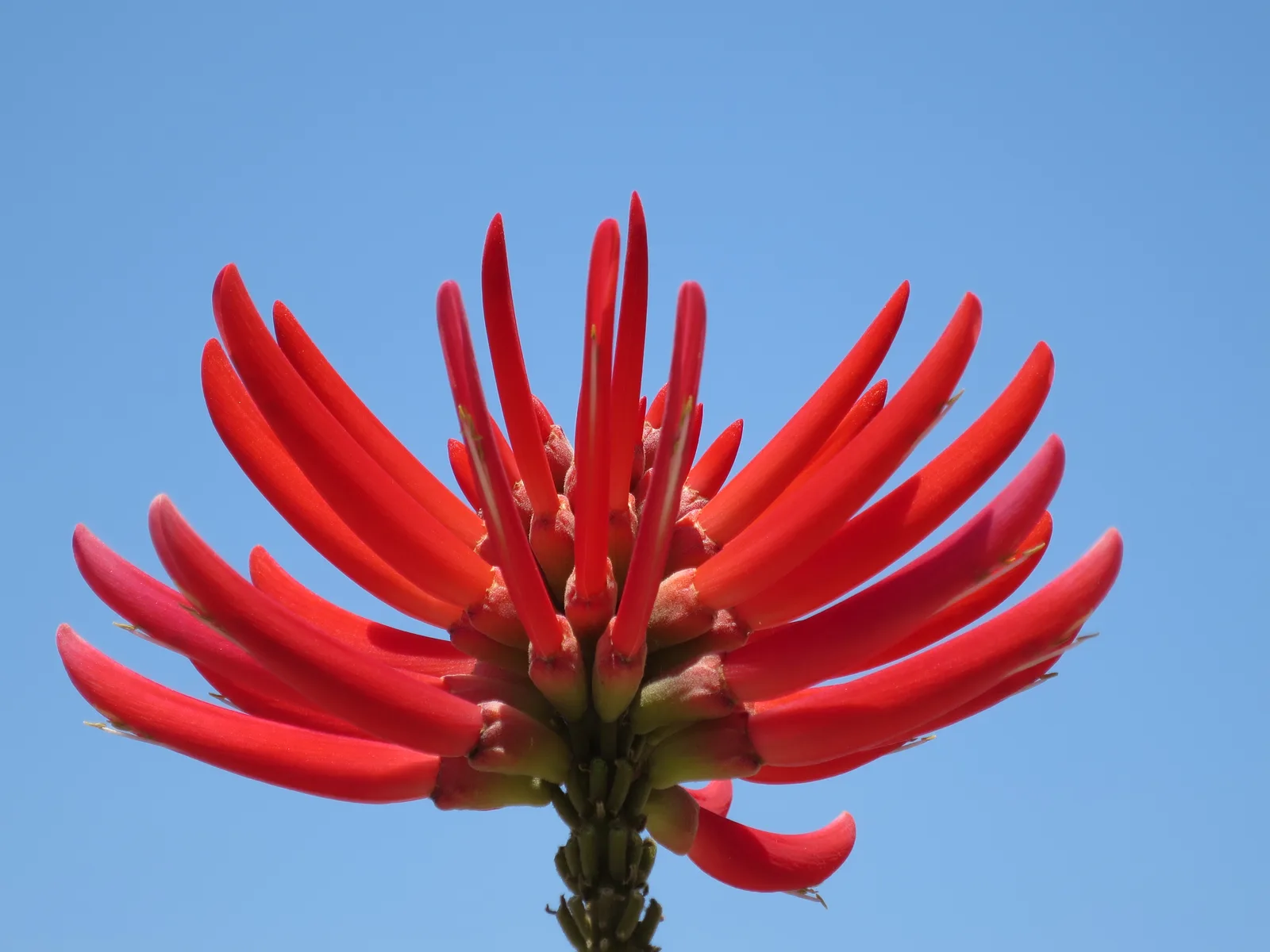 Naked Coral Tree (Erythrina coralloides)