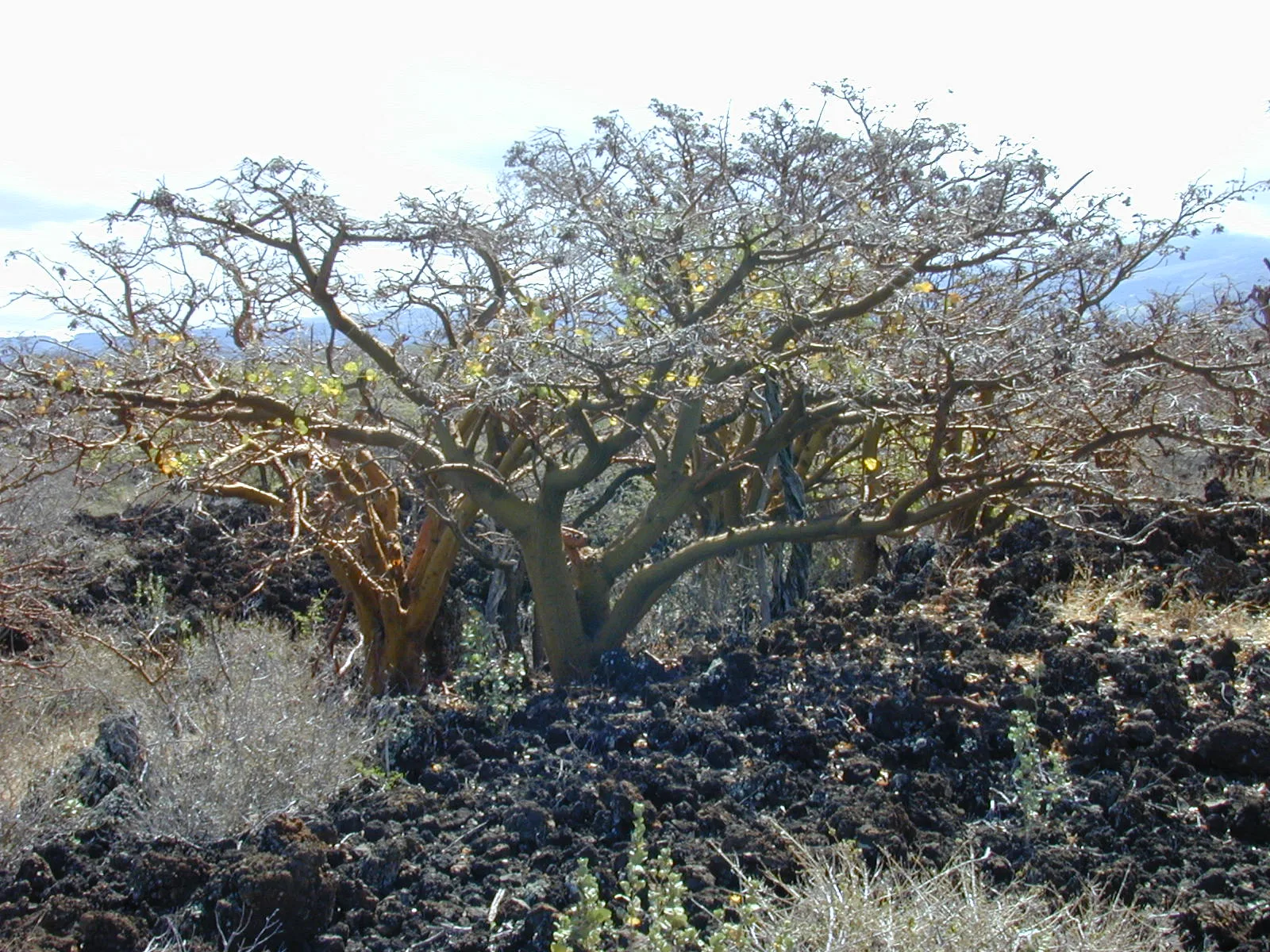 Wiliwili (Erythrina sandwicensis)