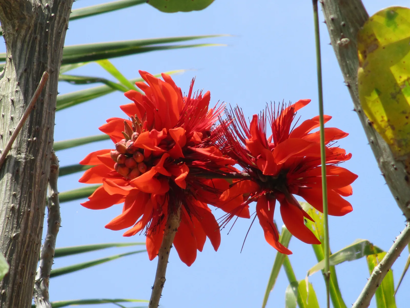 Indian Coral Tree (Erythrina variegata)