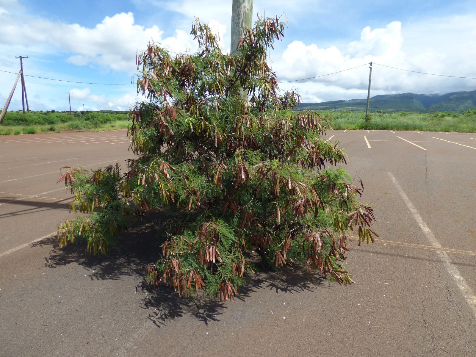 Lead Tree (Leucaena leucocephala)