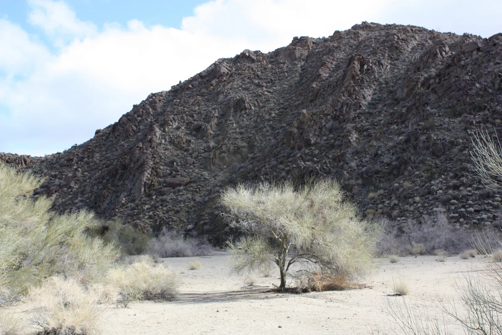 Blue Palo Verde