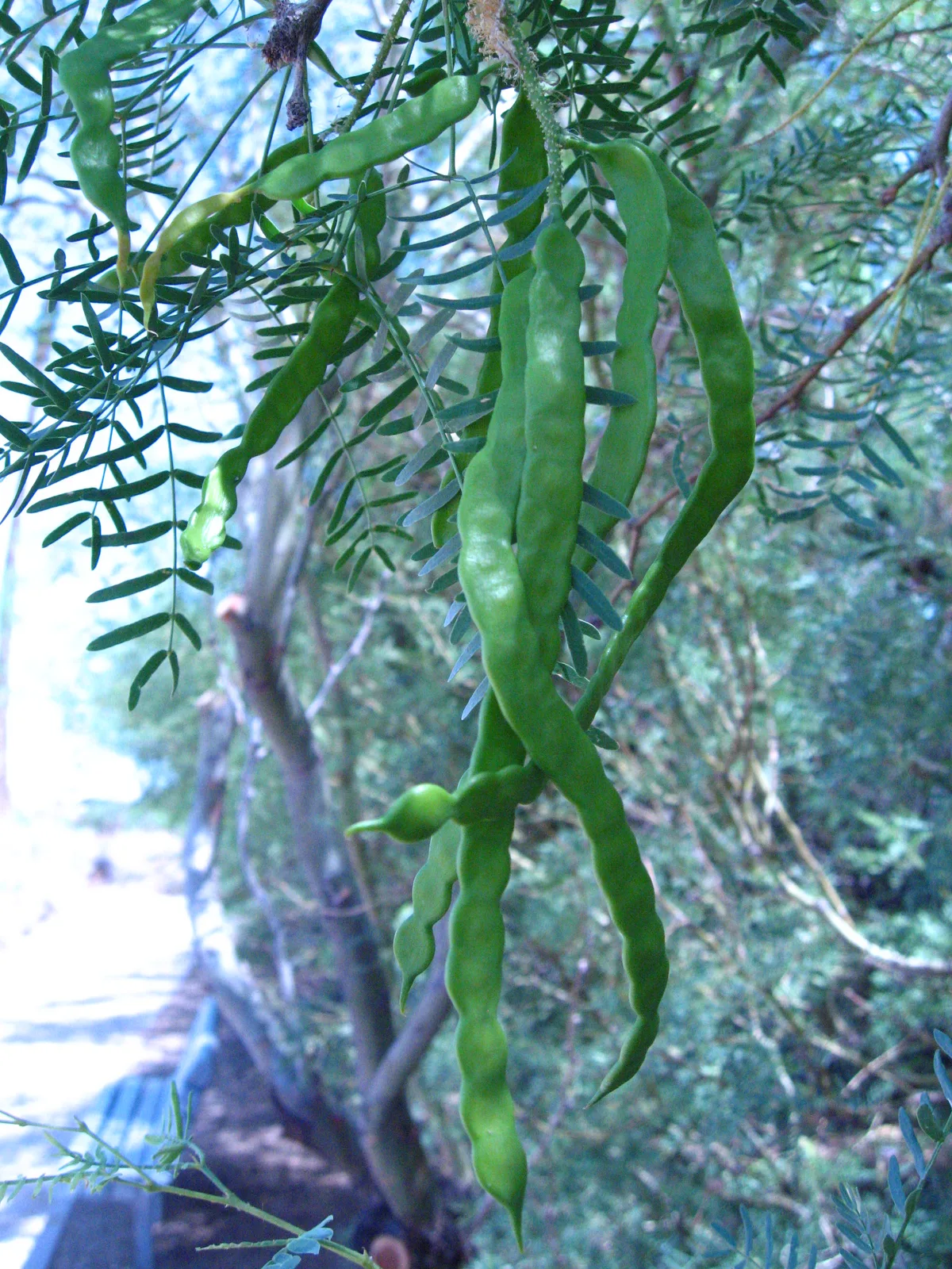 Honey Mesquite (Prosopis glandulosa)