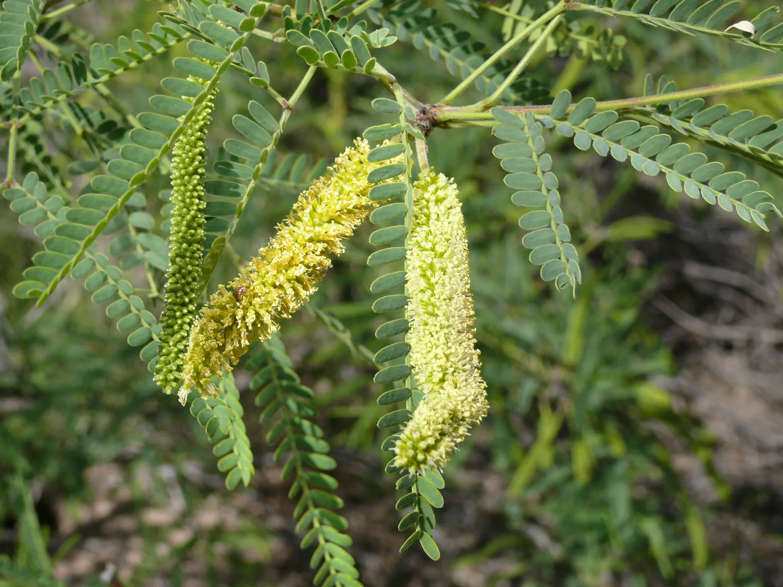 Velvet Mesquite (Prosopis velutina)