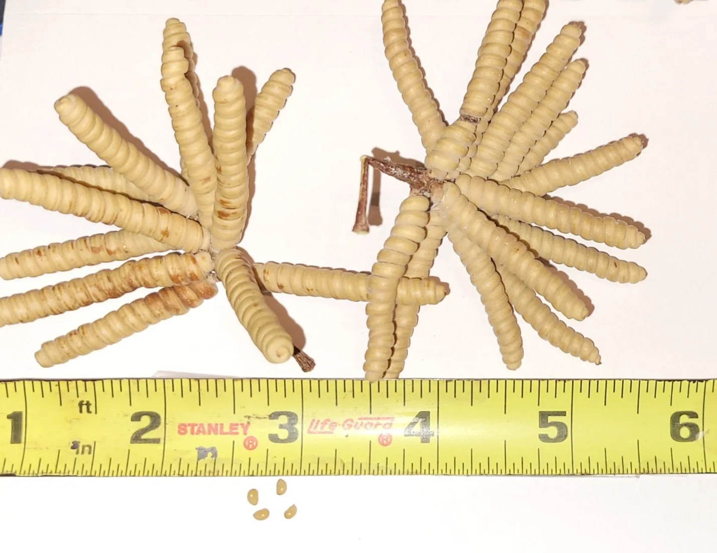 Screwbean Mesquite (Prosopis pubescens)