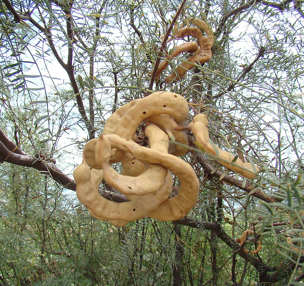 Chilean Mesquite