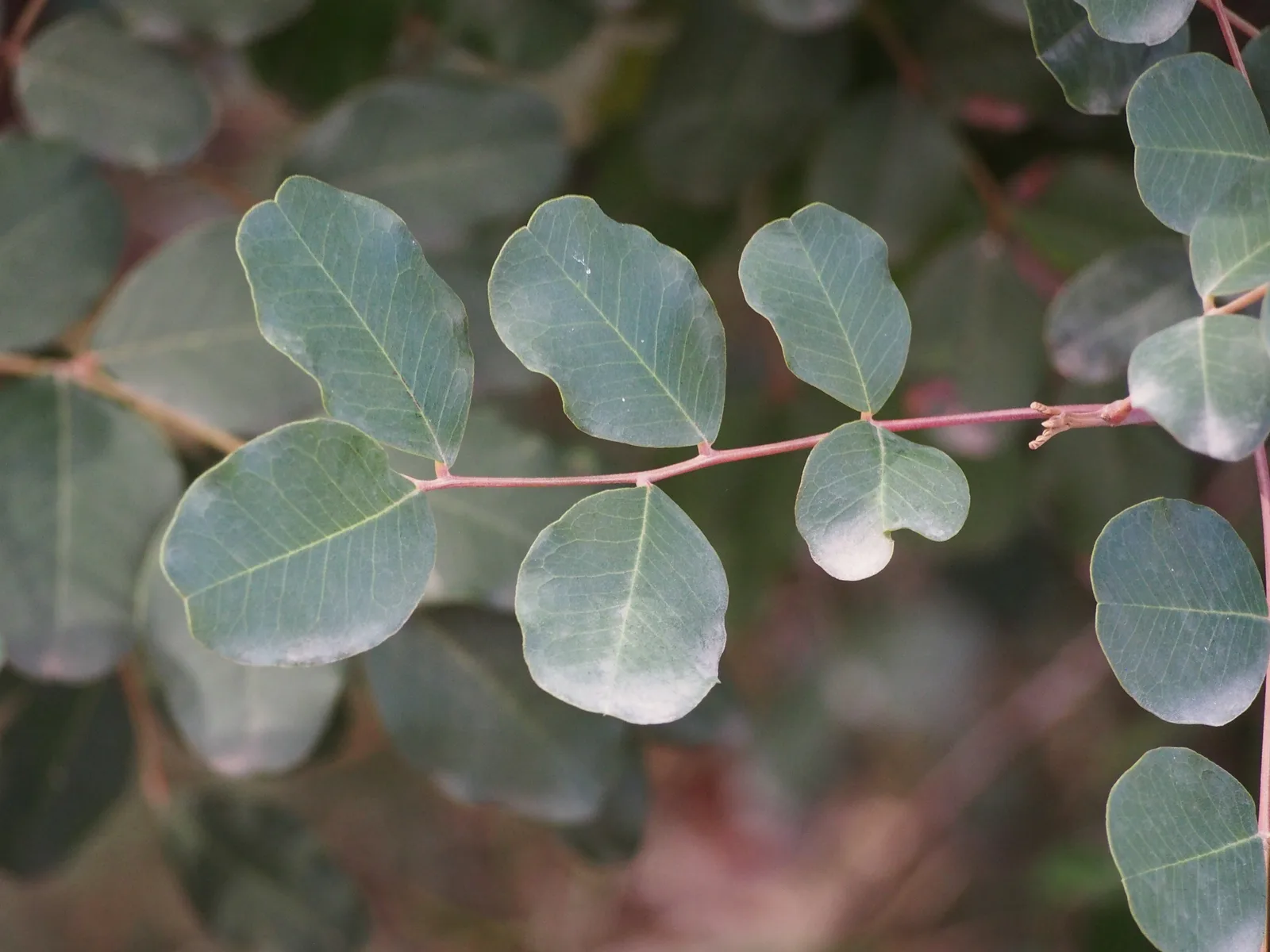 Carob (Ceratonia siliqua)