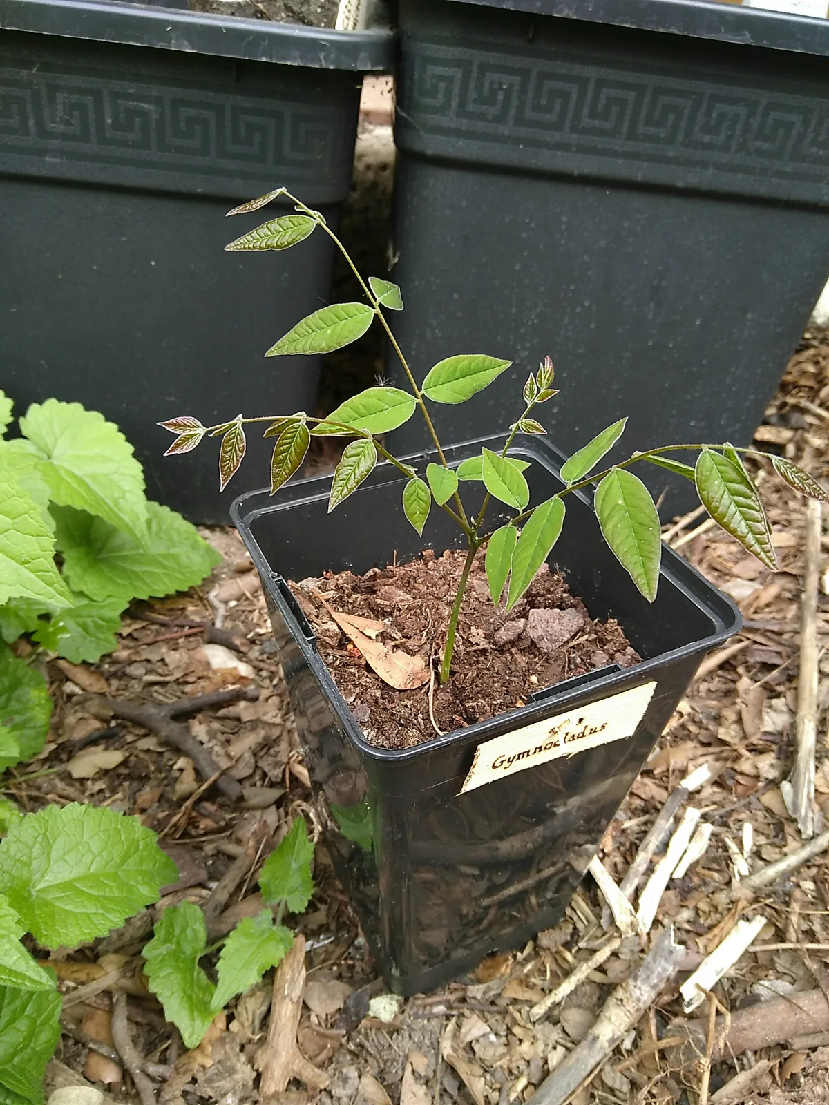Kentucky Coffee Tree