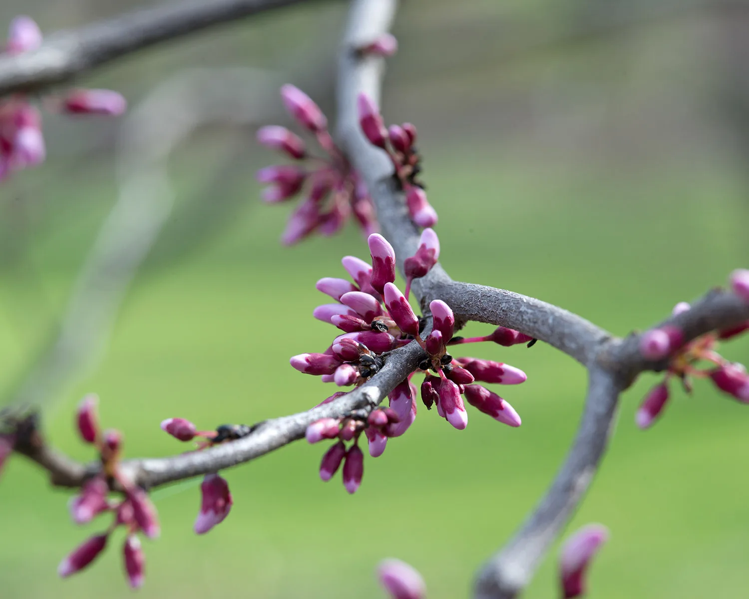 Texas Redbud (Cercis canadensis var. texensis)