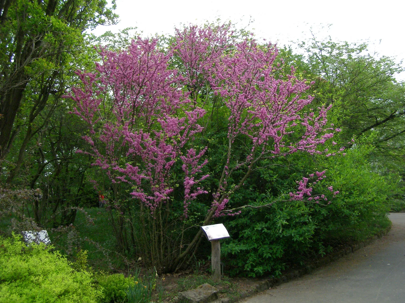 Chinese Redbud (Cercis chinensis)