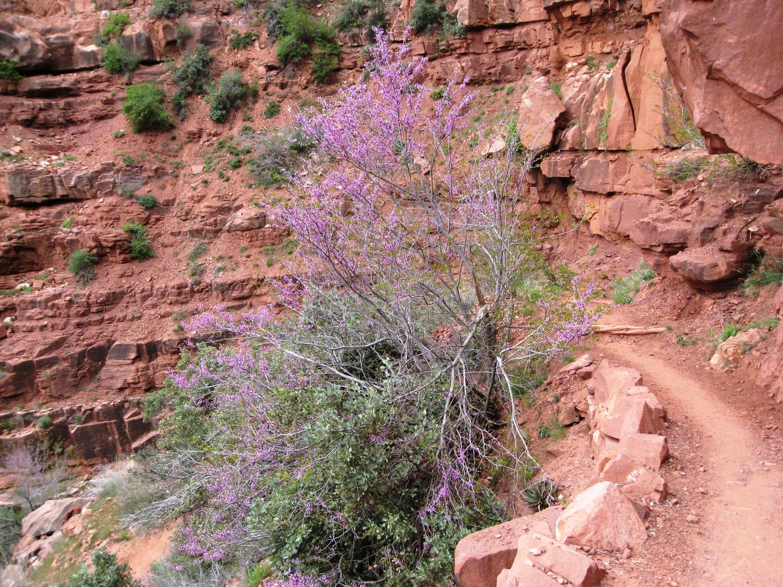 Western Redbud (Cercis occidentalis)