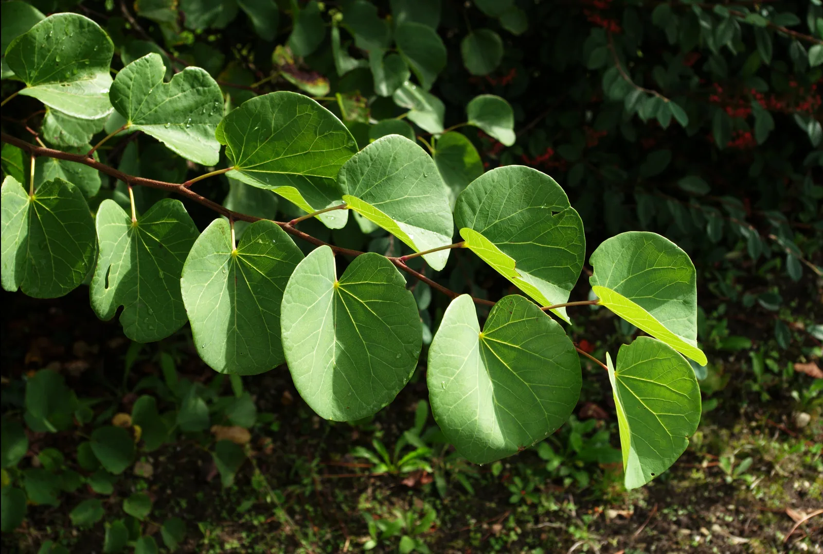Judas Tree (Cercis siliquastrum)