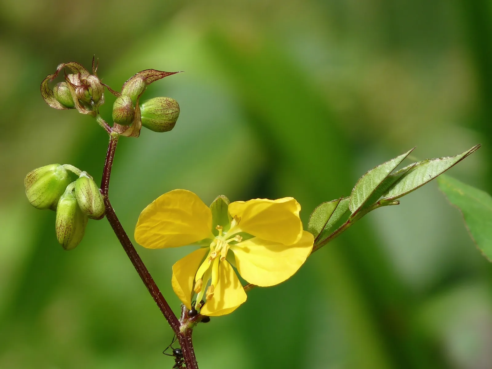 Coffee Senna (Senna occidentalis)