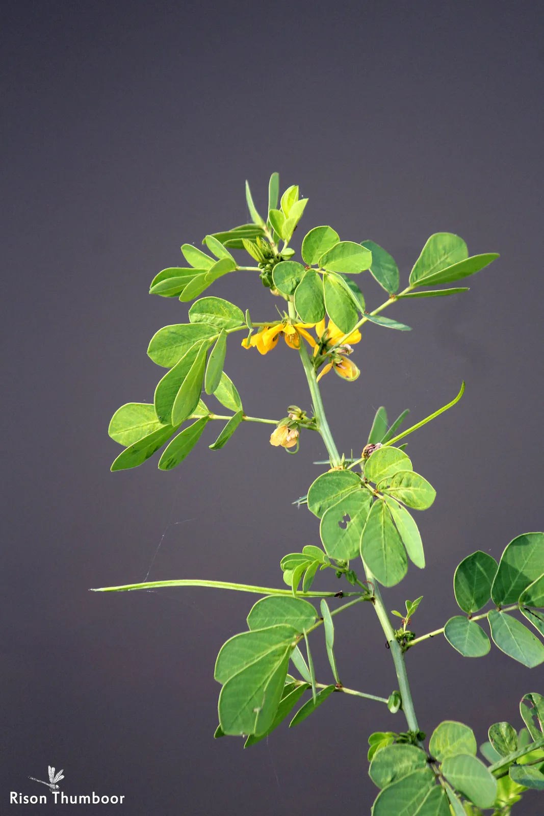 Sicklepod (Senna obtusifolia)