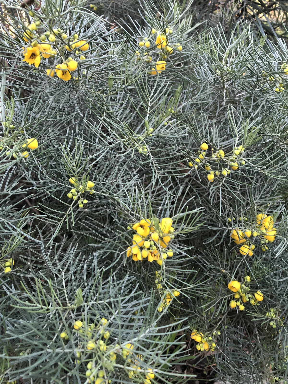 Silver Senna (Senna artemisioides)