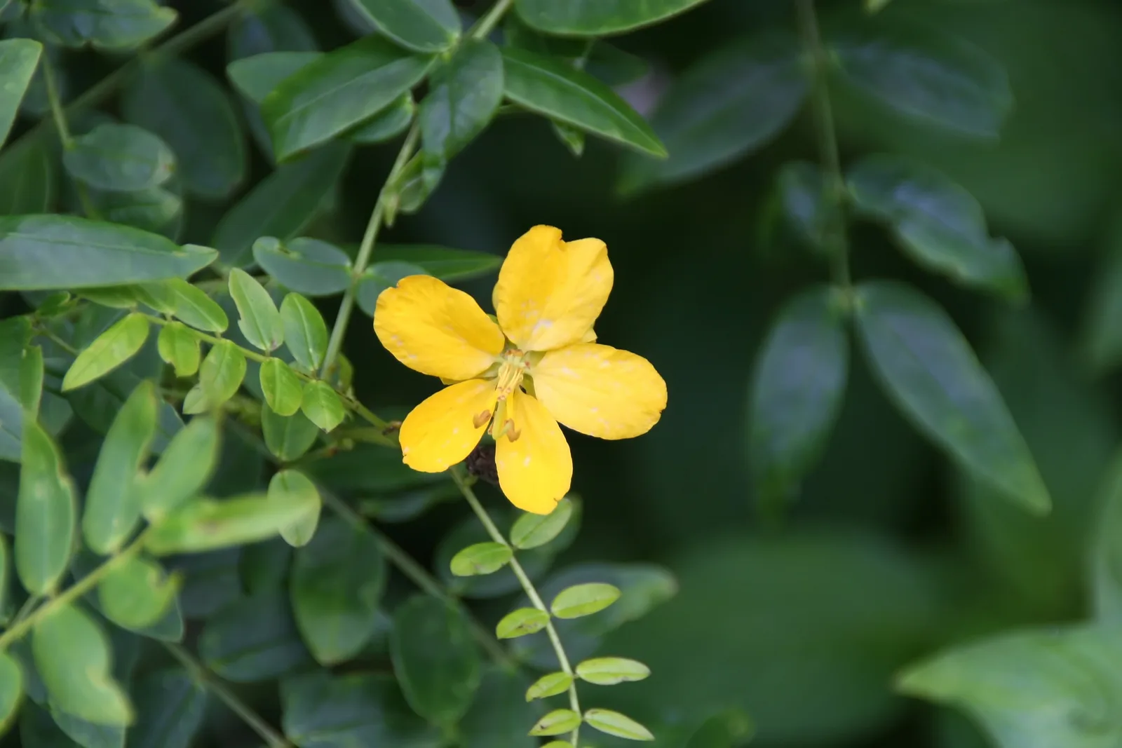 Bahama Senna (Senna mexicana var. chapmanii)