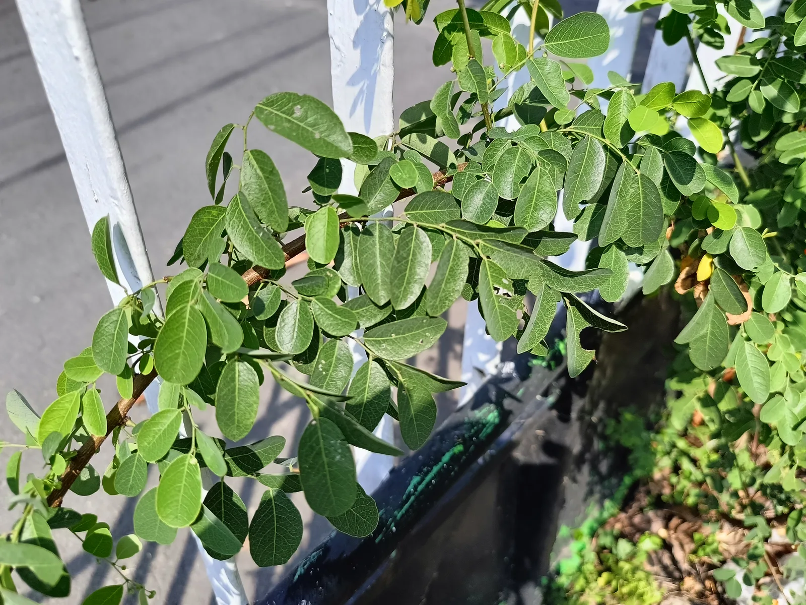 Black Locust