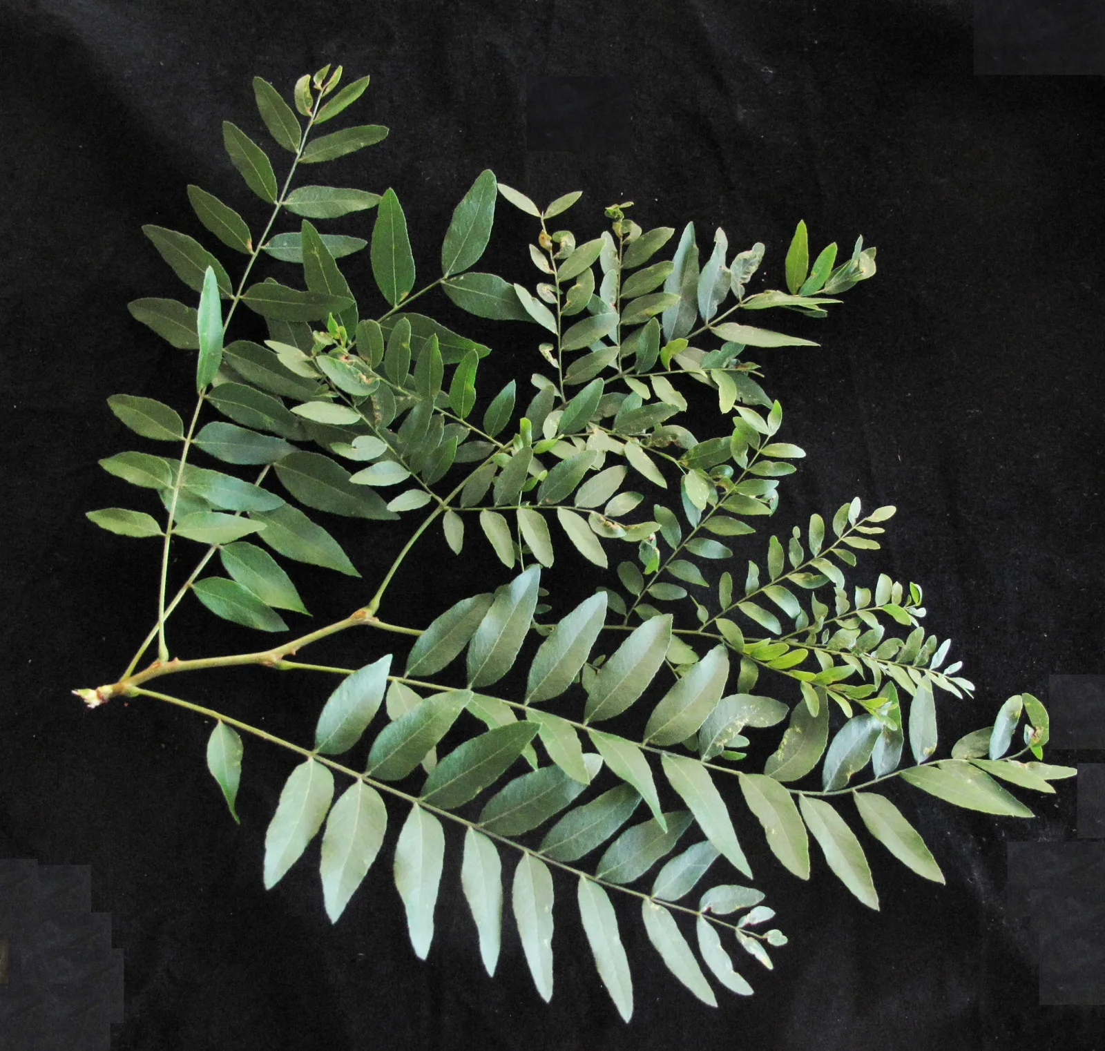 Honey Locust (Gleditsia triacanthos)