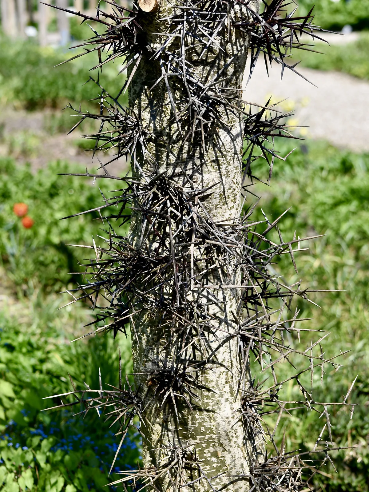 Caspian Locust (Gleditsia caspica)