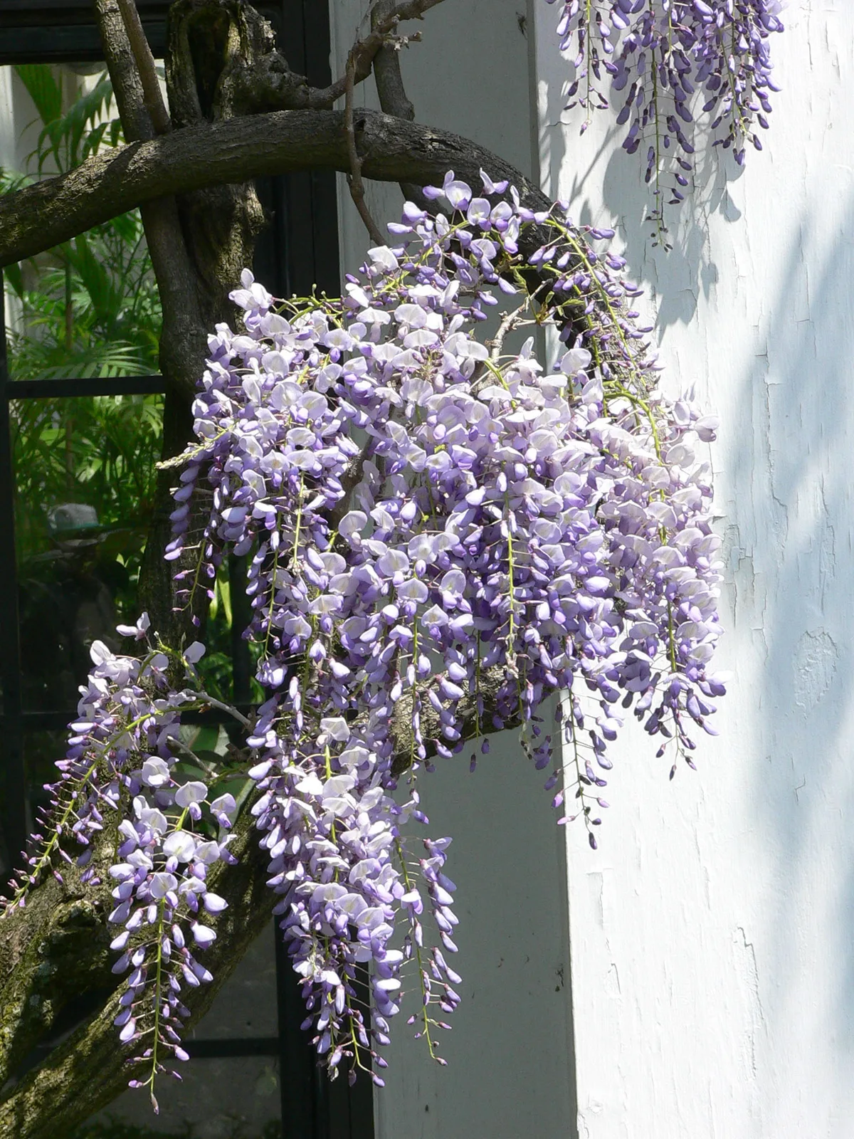 Japanese Wisteria (Wisteria floribunda)