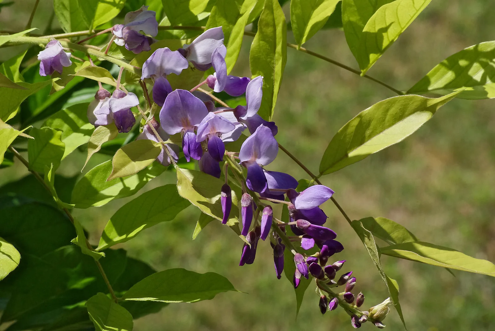 Chinese Wisteria