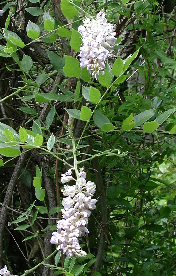 Kentucky Wisteria
