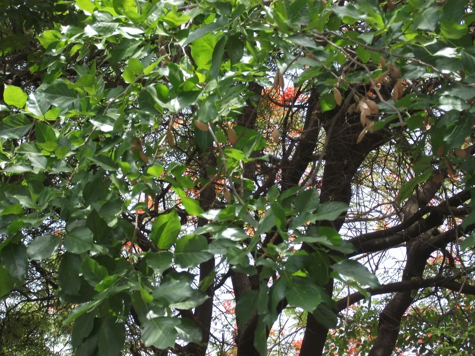 Millettia
