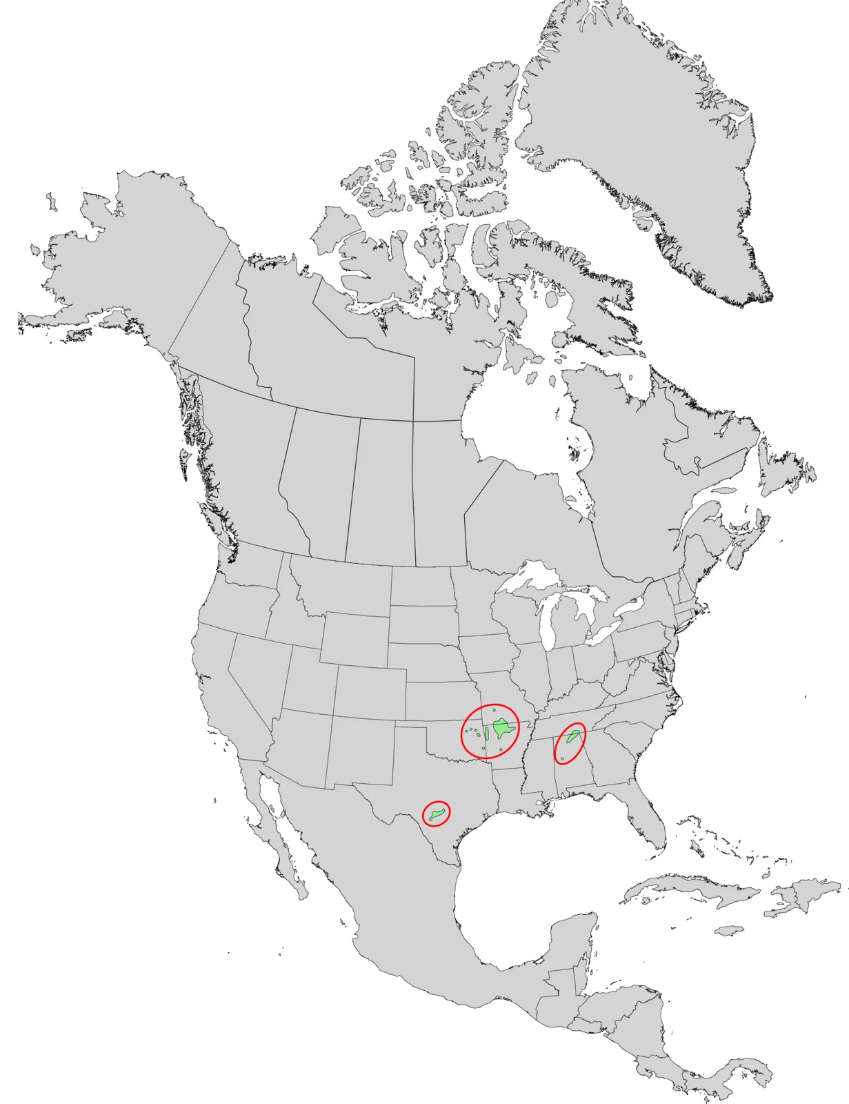 American Smoketree