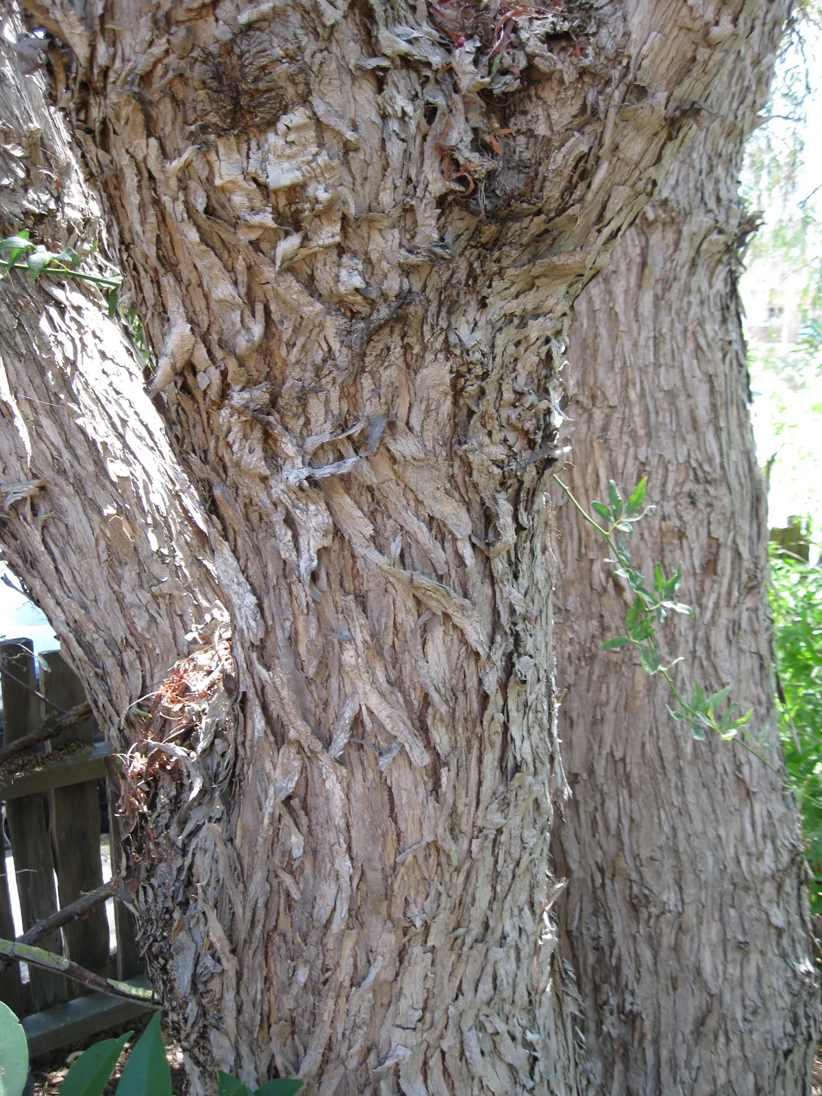 Peruvian Pepper Tree