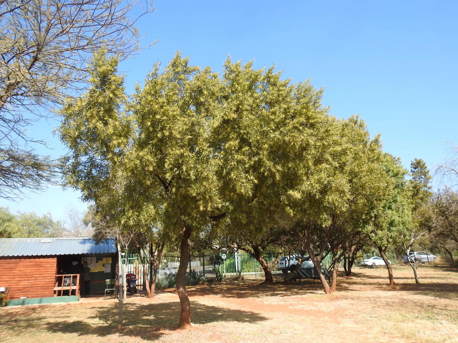 African Sumac