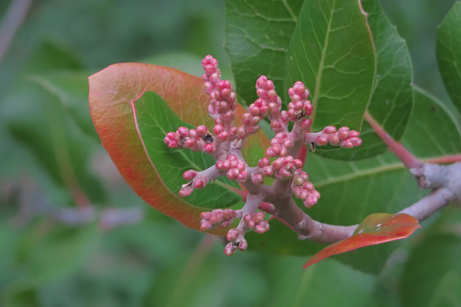 Lemonade Berry (Rhus integrifolia)