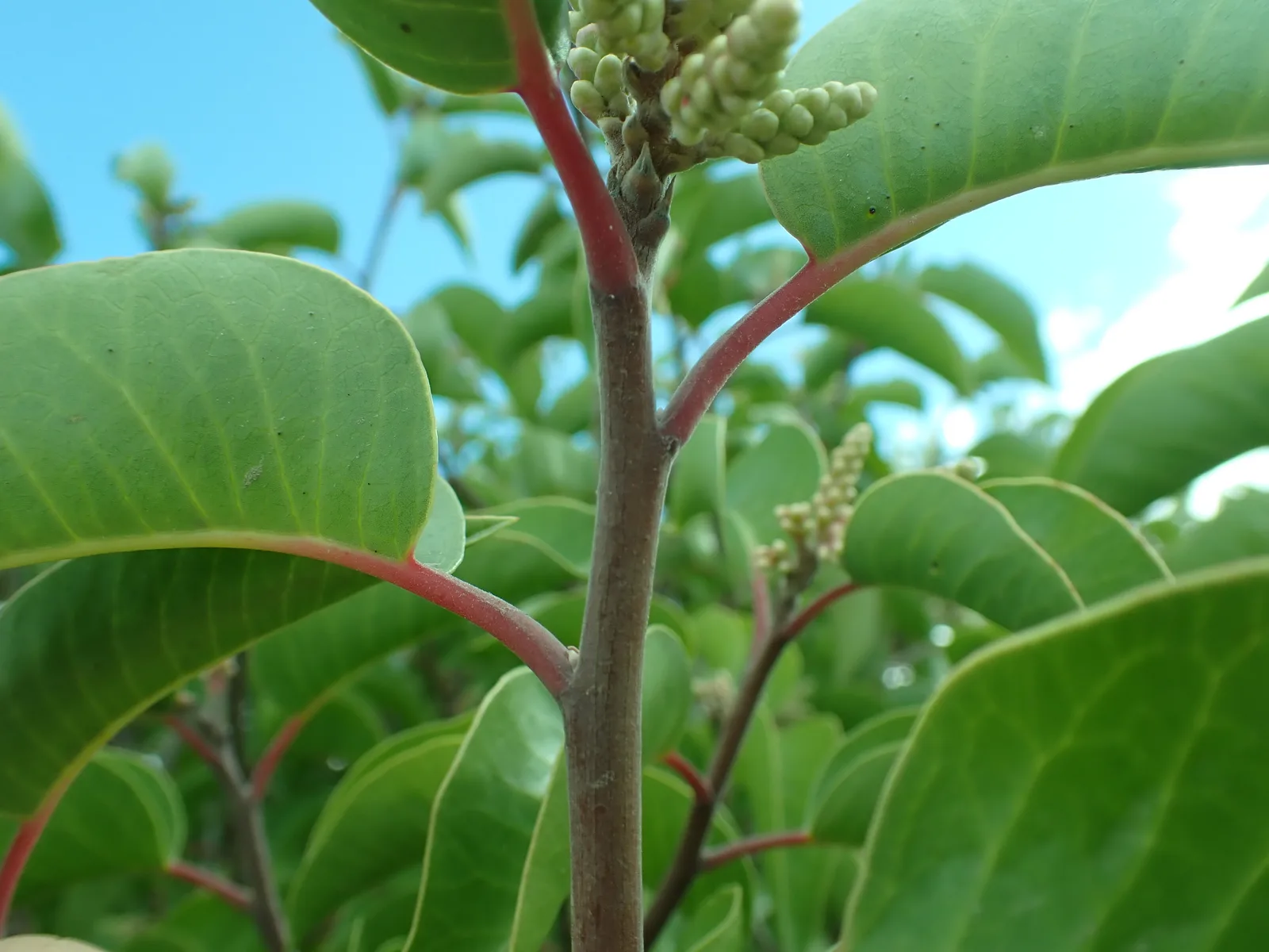 Sugar Sumac (Rhus ovata)