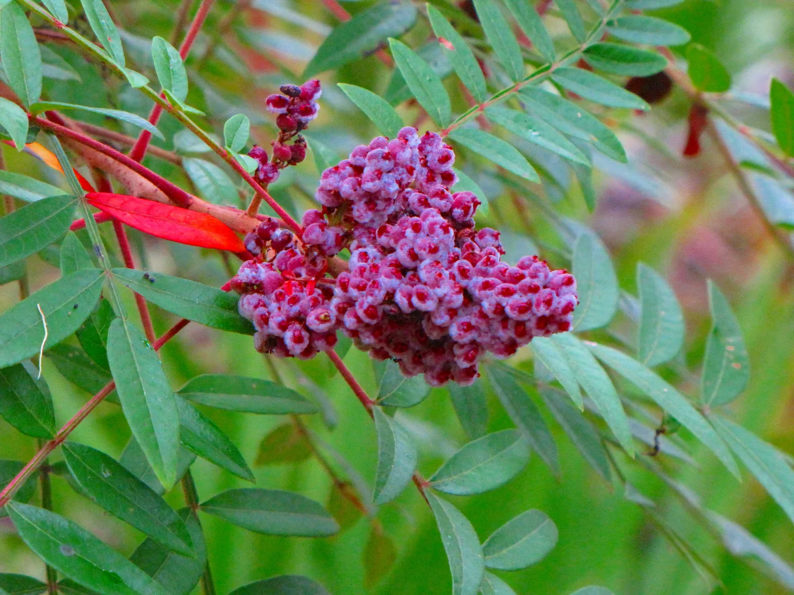 Winged Sumac (Rhus copallinum)