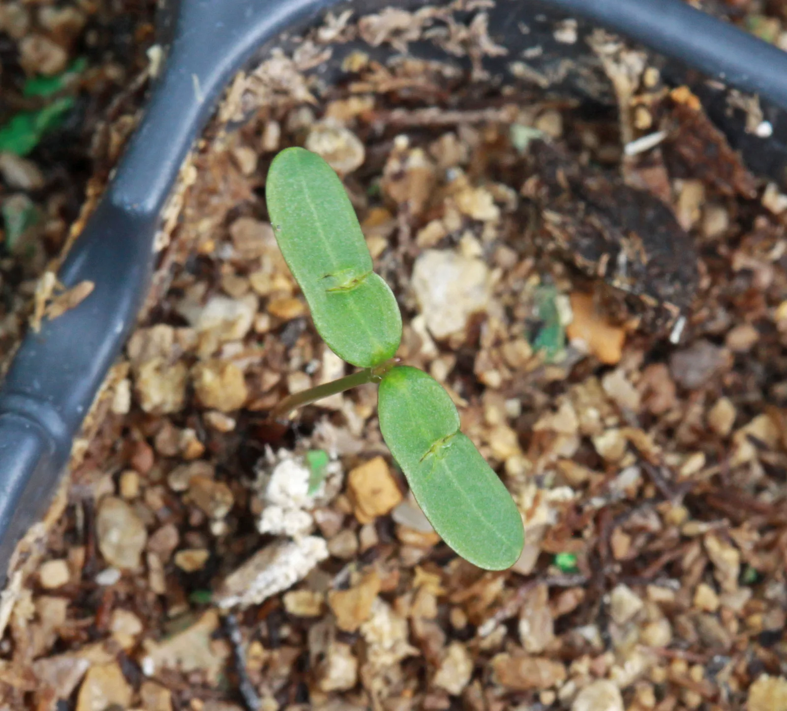 Smooth Sumac