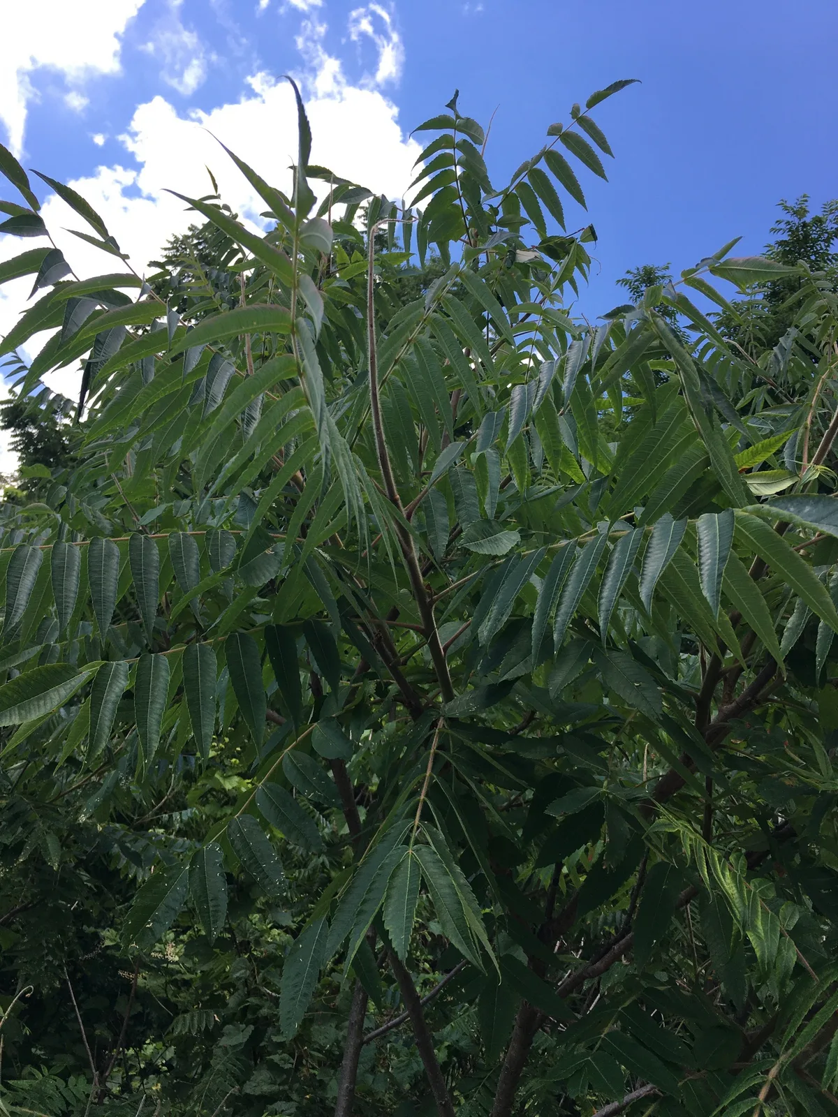 Staghorn Sumac (Rhus typhina)