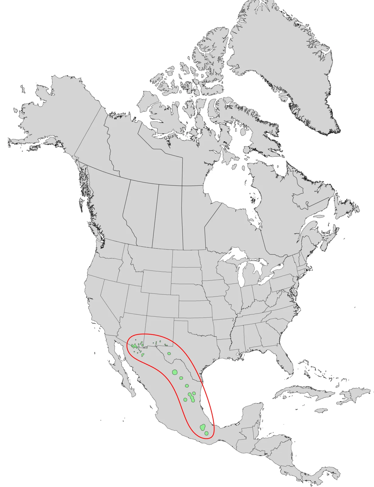 Evergreen Sumac (Rhus virens)