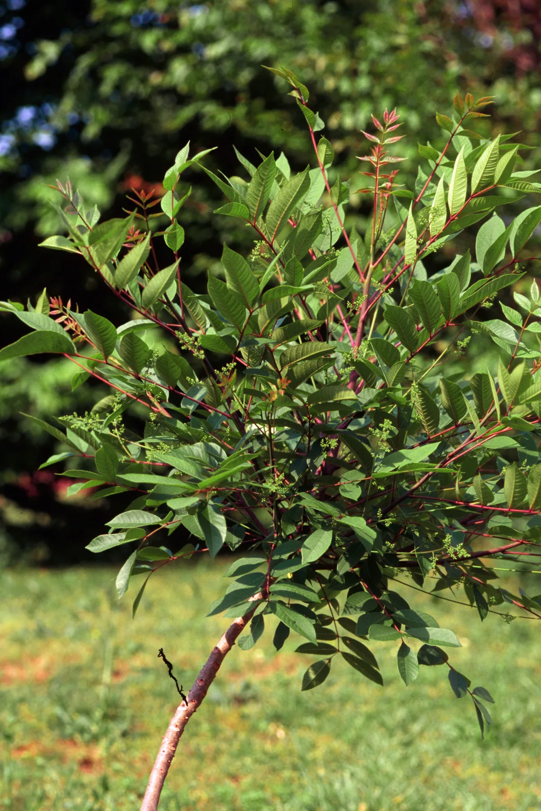 Poison Sumac