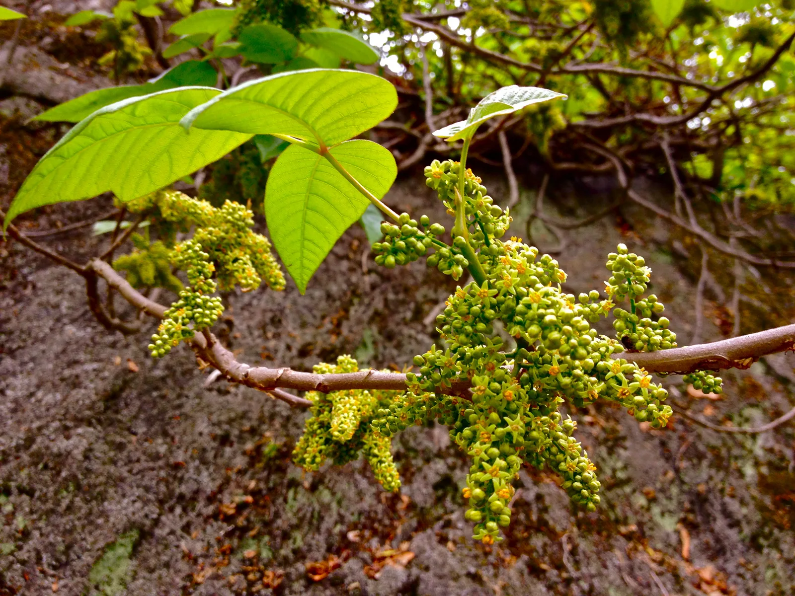 Poison Ivy (Toxicodendron radicans)
