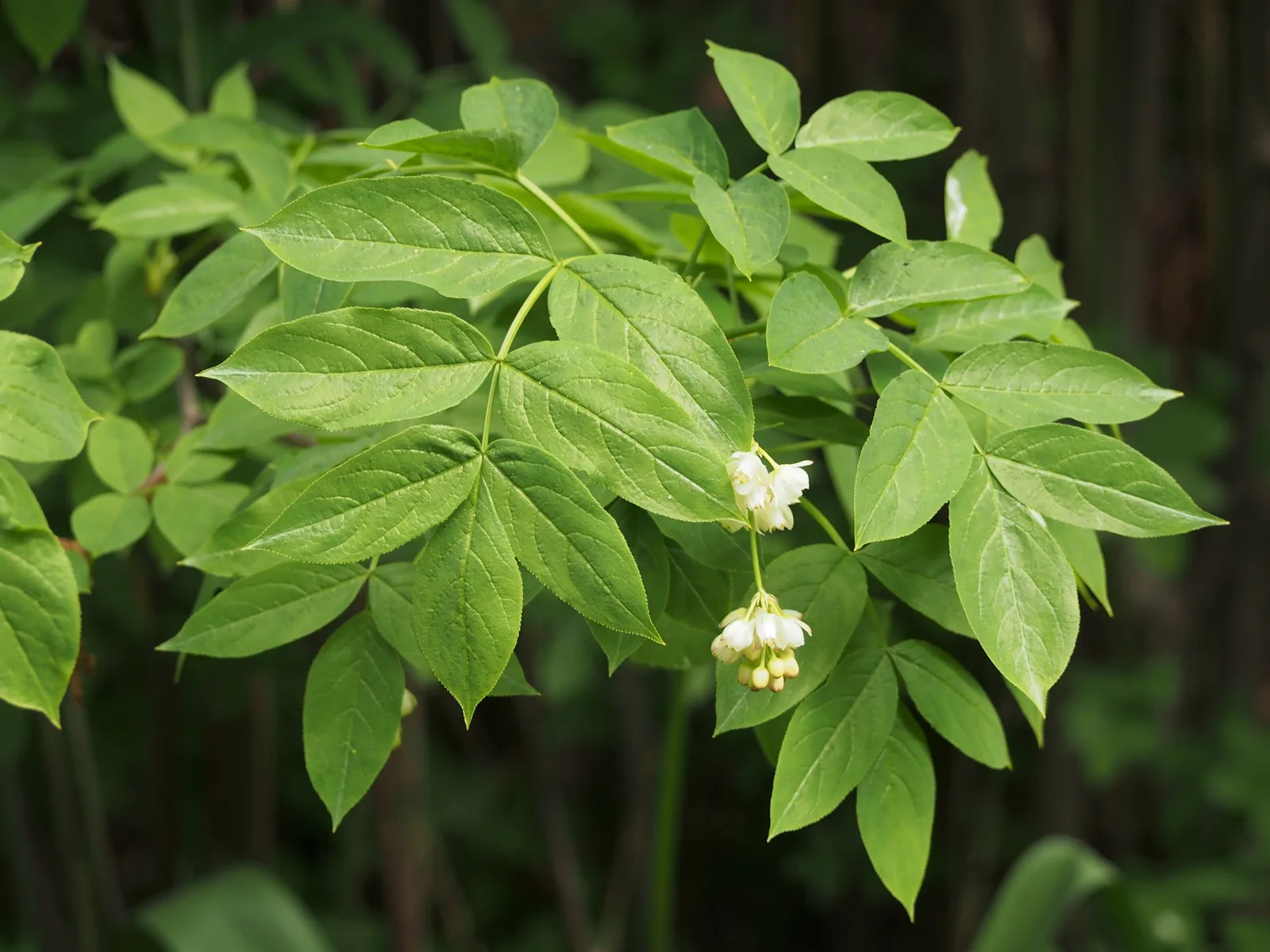 European Bladdernut (Staphylea pinnata)