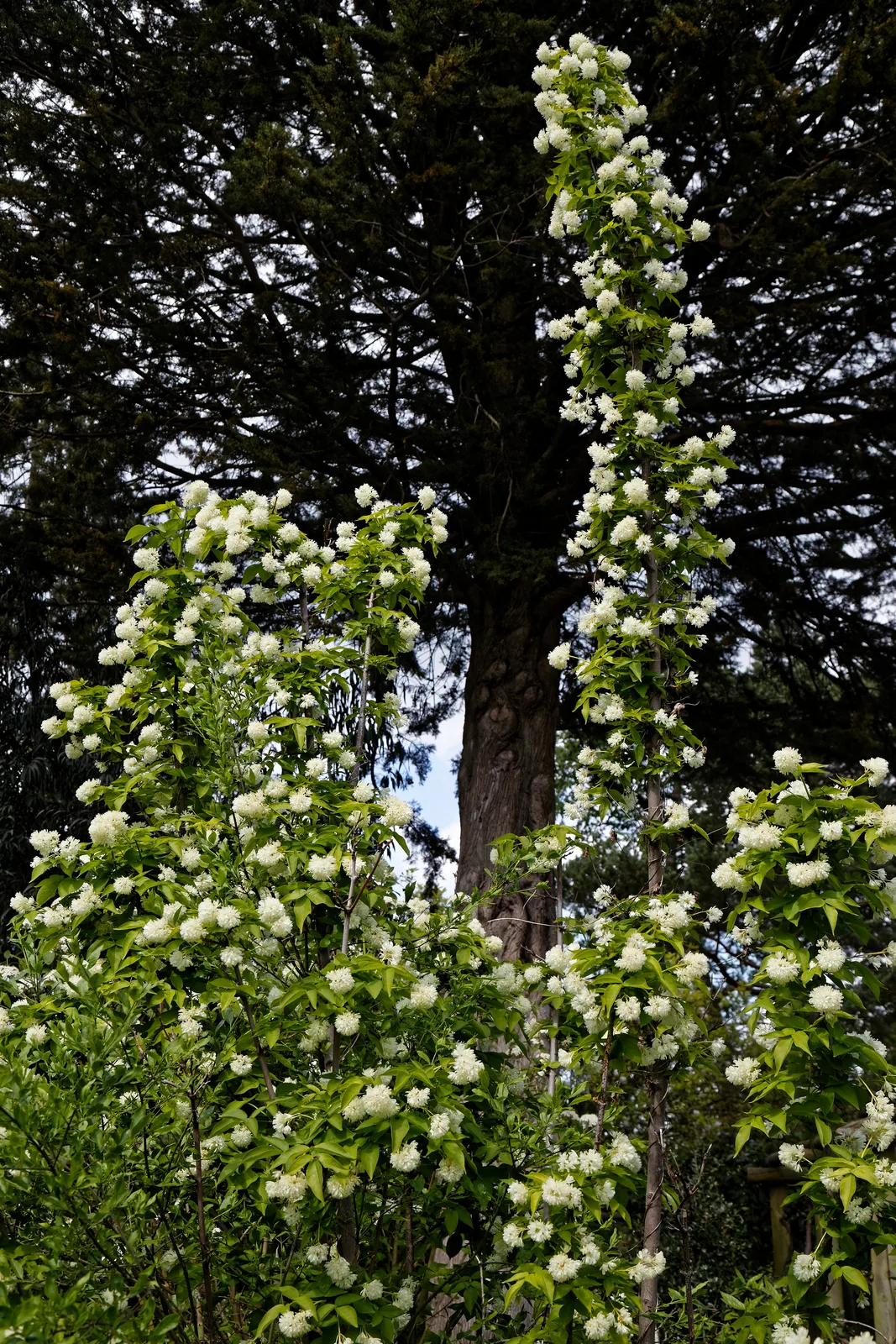Colchis Bladdernut (Staphylea colchica)