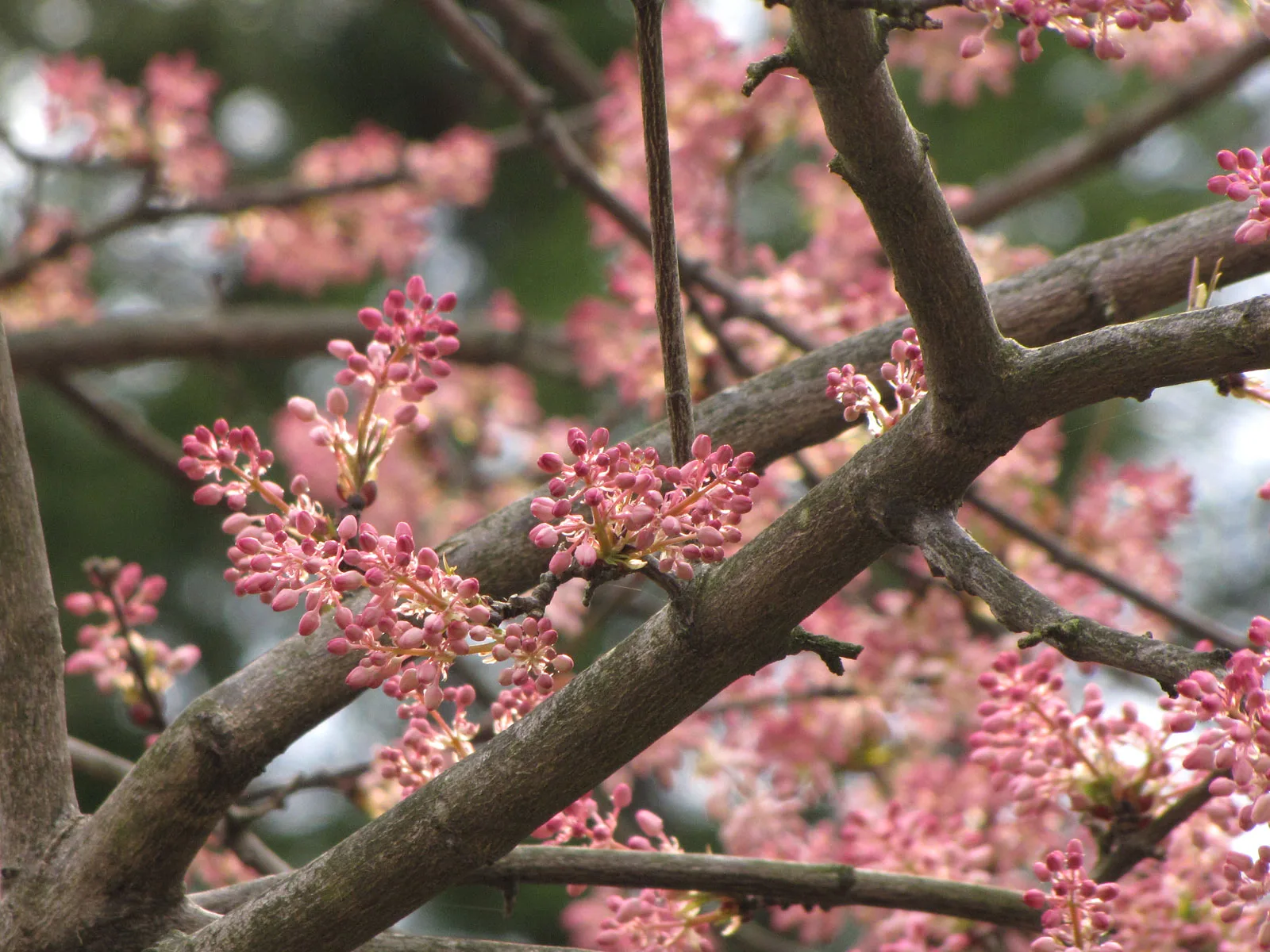 Chinese Bladdernut (Staphylea holocarpa)