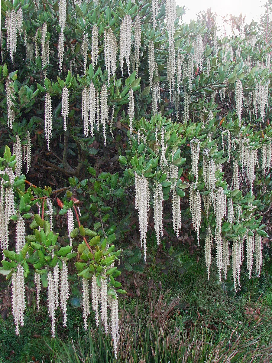 Silk Tassel