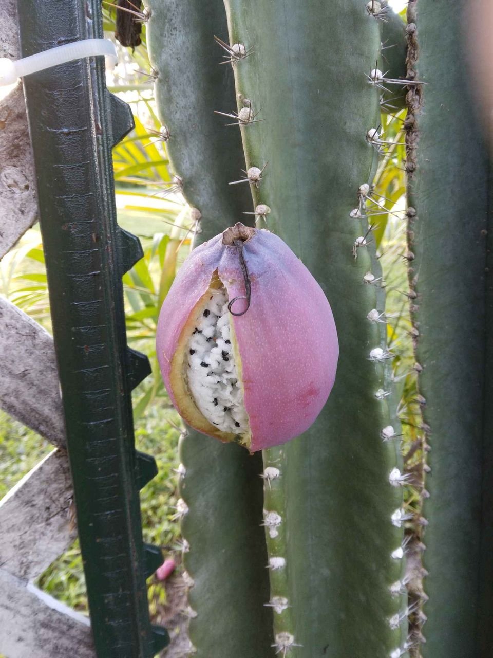 40 Peruvian Apple Cactus Seeds