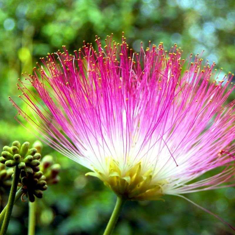 15 Pink Mimosa Tree Seeds