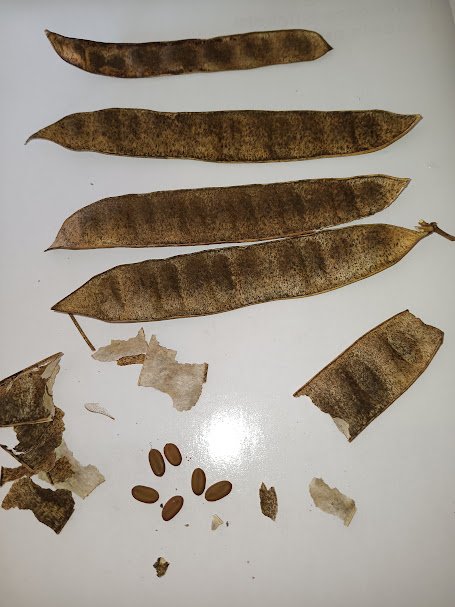 15 Red Mimosa Tree Seeds