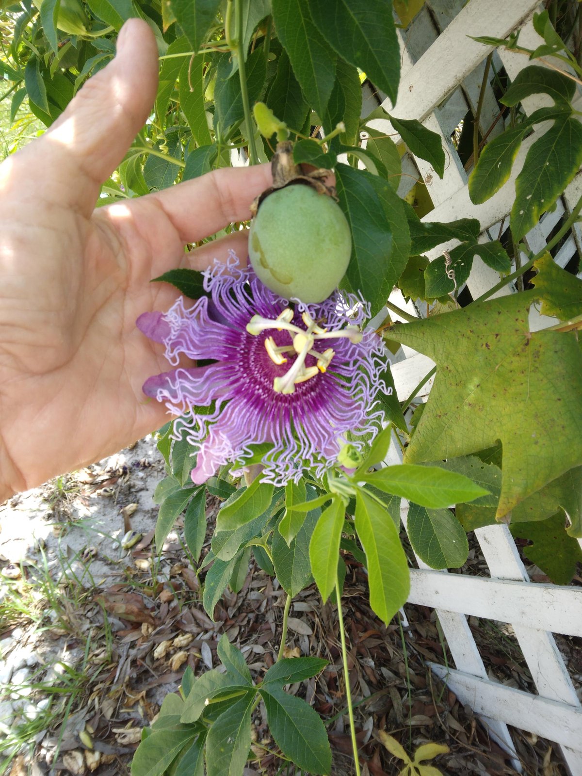 20 Fragrant Purple Passion Flower Fruit Vine Seeds