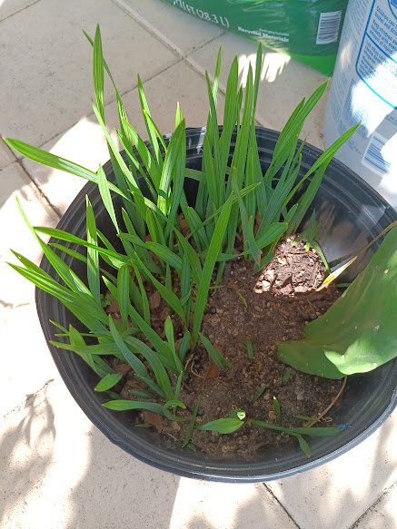 50 Sabal Fan Palm Seeds